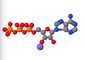 солянное раствор CAS аденозинтрифосфорной кислоты рибонуклеотидов ATP 100mm двунатриевое 987-65-5